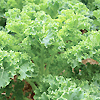 Kale Green